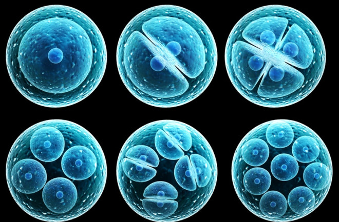 What Are Birth Tissue “Stem Cell” Products and Why Are They So Controversial?